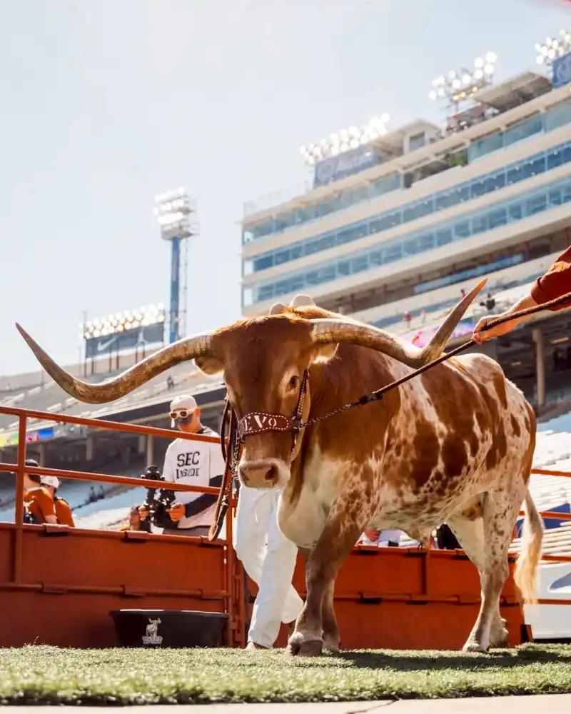 Click to View Cotton Bowl Detail View 8
